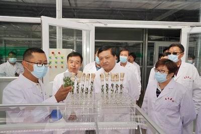 省科技廳廳長唐波赴希森馬鈴薯集團內蒙古基地調研