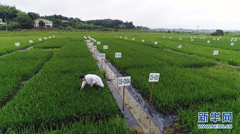 從實驗室到田間 重金屬污染耕地修復(fù)治理的科研實踐與未來發(fā)展
