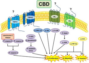 農(nóng)業(yè)科研視角下CBD油抗癌潛力的最新研究進(jìn)展